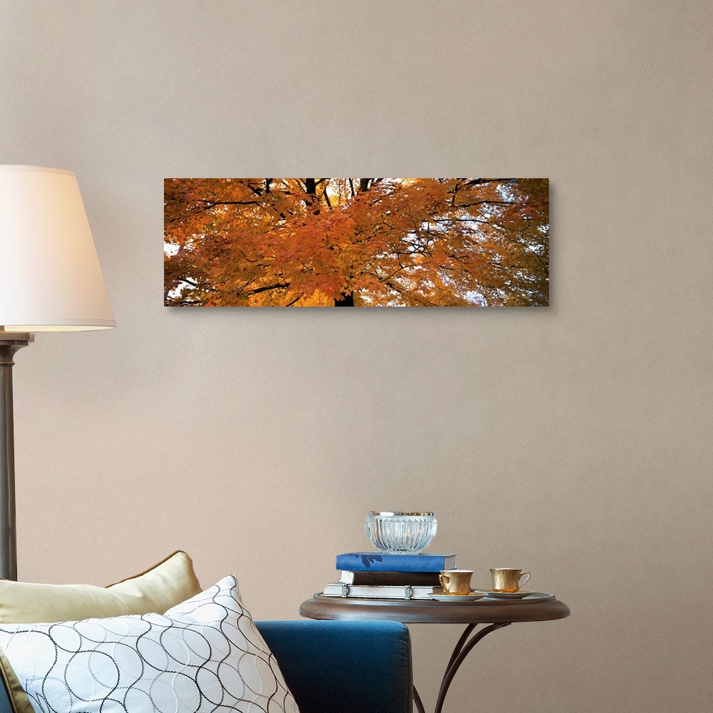 Low angle view of a tree with yellow and orange leaves Wall Art, Canvas ...