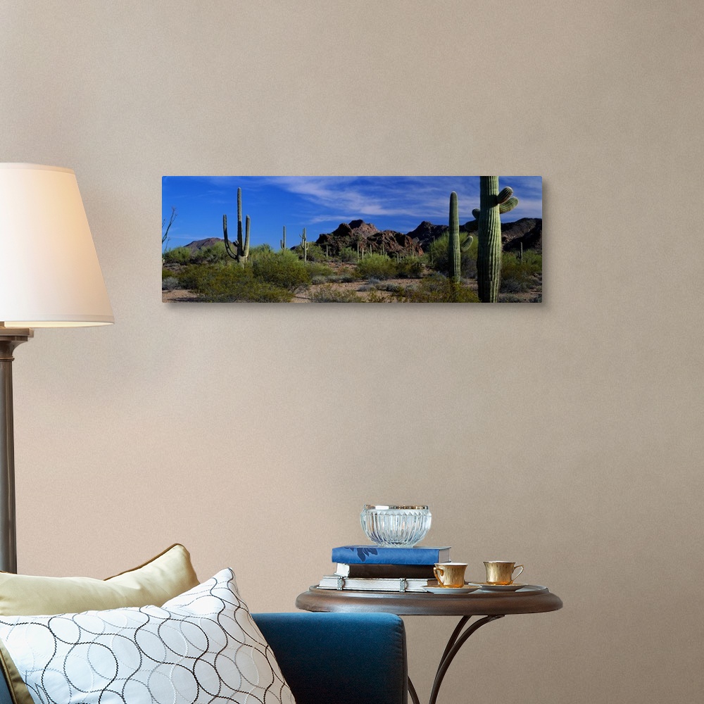 Saguaro cactus Sonoran Desert Scene Saguaro National Park Arizona Wall ...