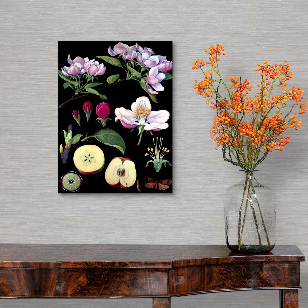 Apple Tree - Botanical Illustration Wall Art, Canvas Prints, Framed ...
