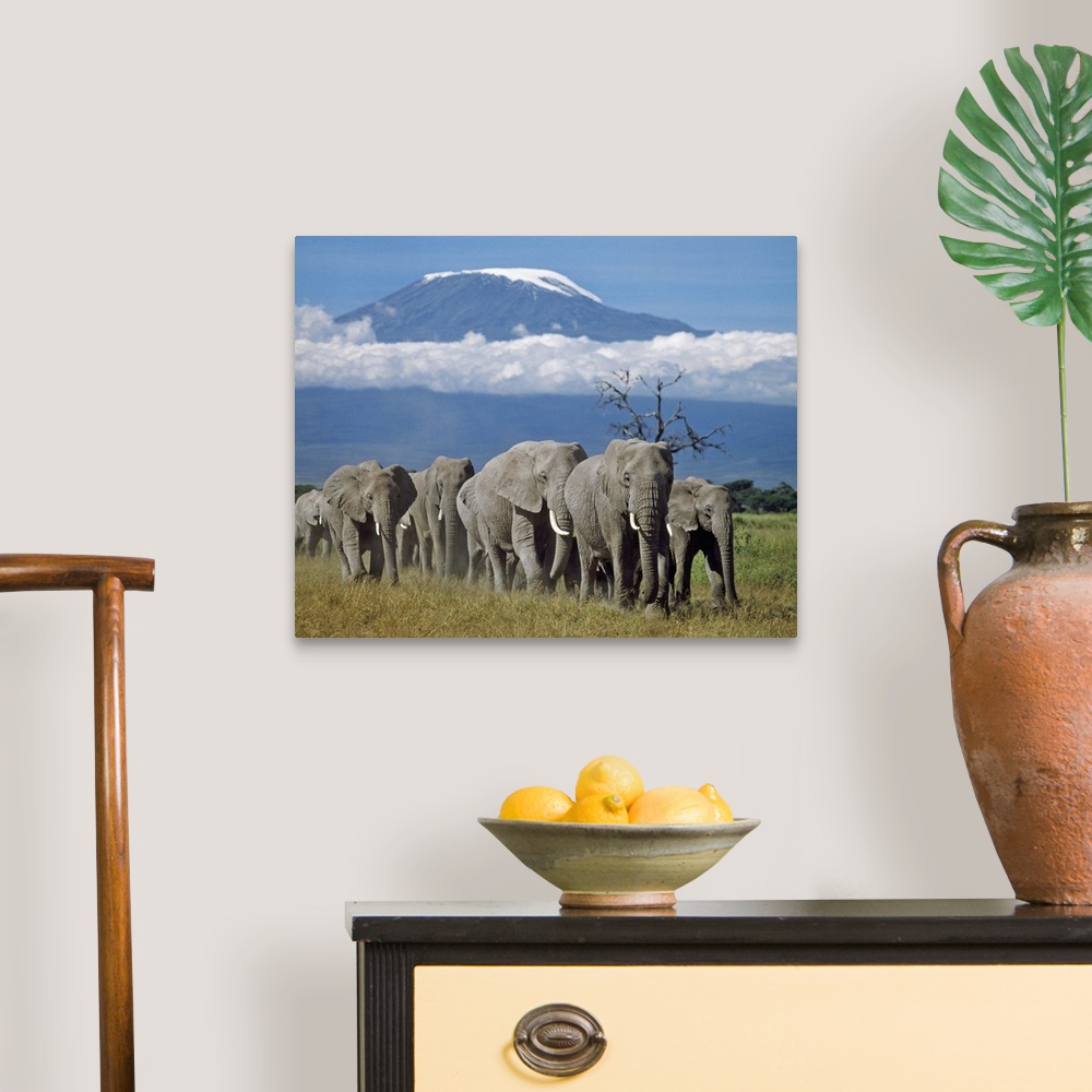 A herd of elephants with Mount Kilimanjaro in the background Wall Art ...