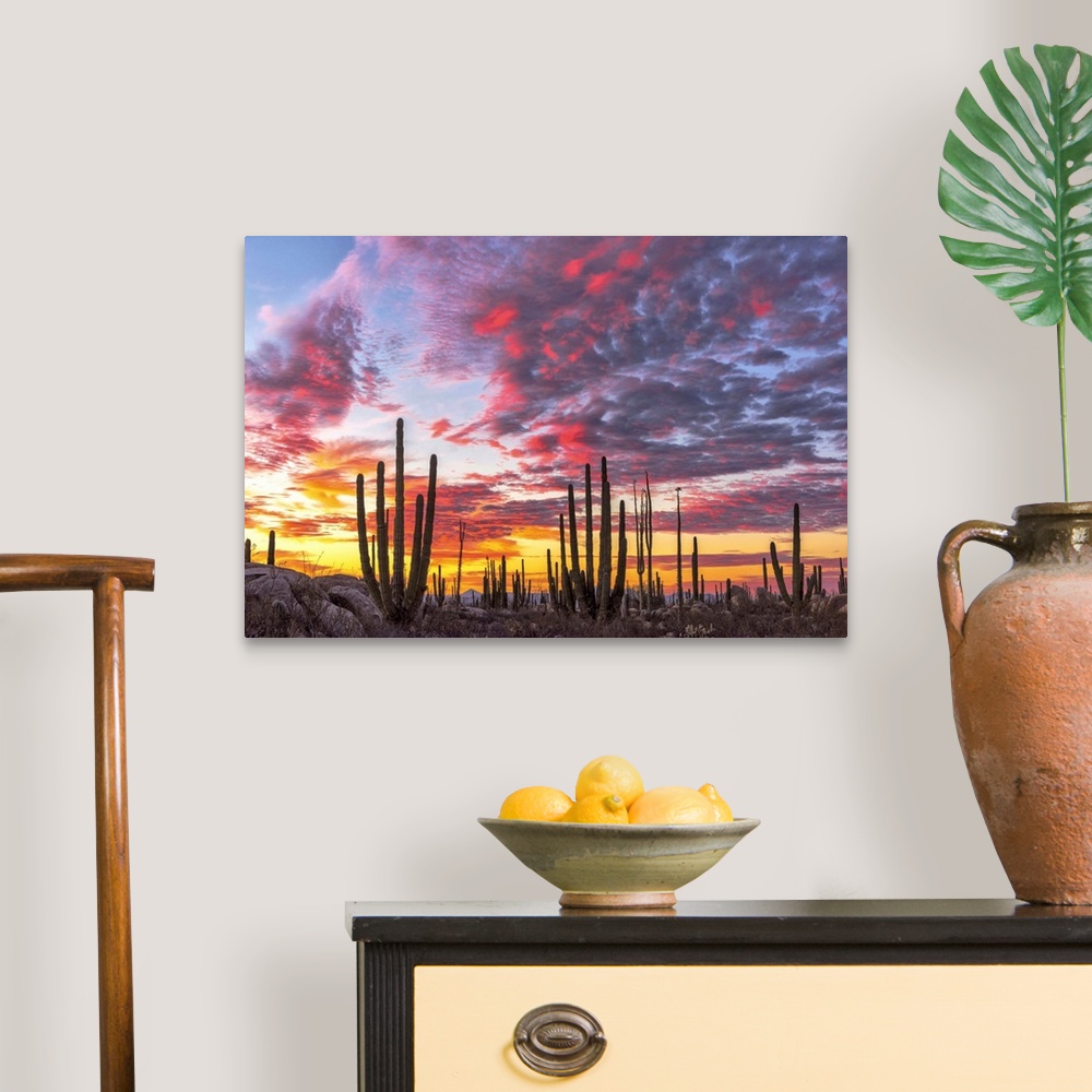 Mexico, Baja California, Cactus forest near Catavinia Wall Art, Canvas ...