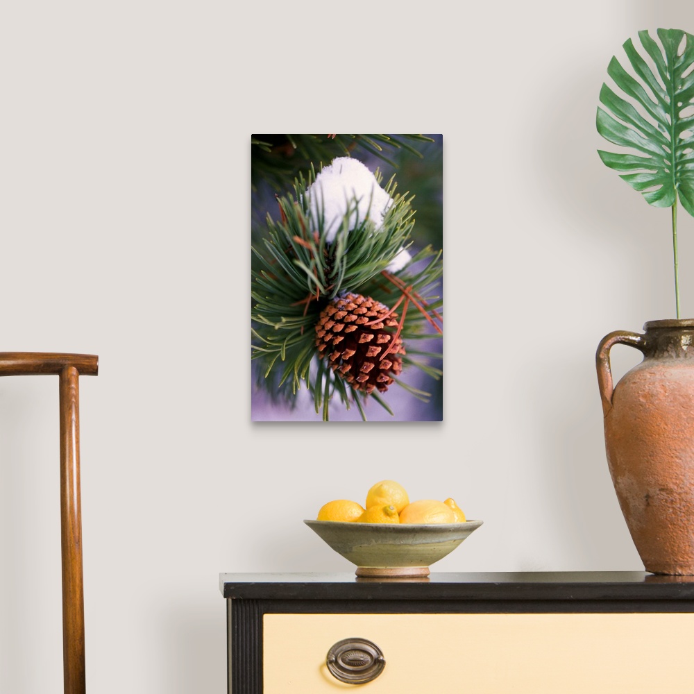 Early Snow On Pine Tree Branch With Pinecone Wall Art, Canvas Prints ...