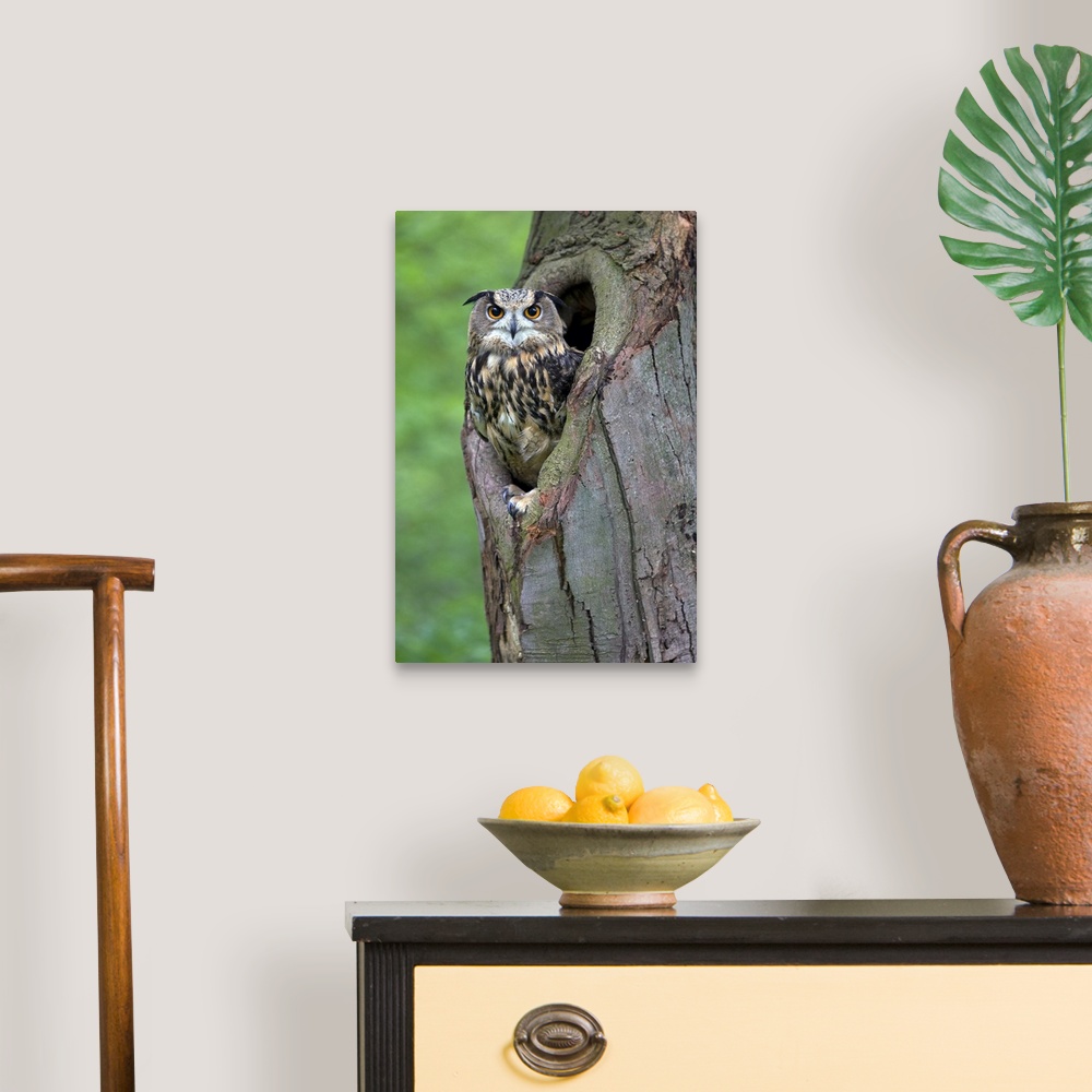 Eurasian Eagle-Owl looking out from a tree cavity, Netherlands Wall Art ...
