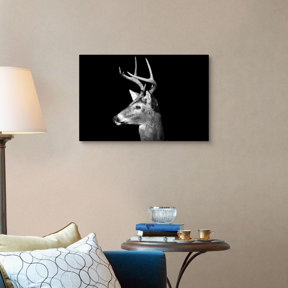 Male White Tailed Deer with antlers in black and white on an all black ...