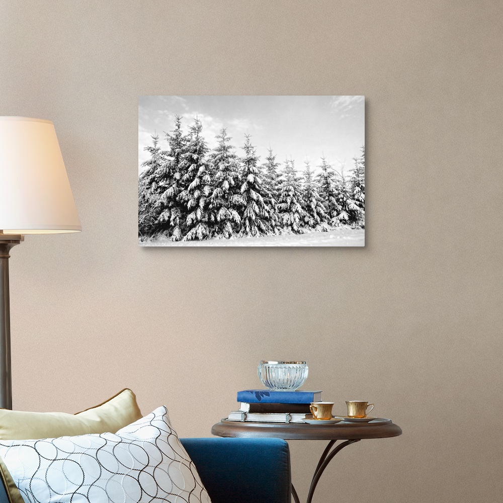 Row of evergreen trees are laden with snow in winter, Canada. Wall Art ...