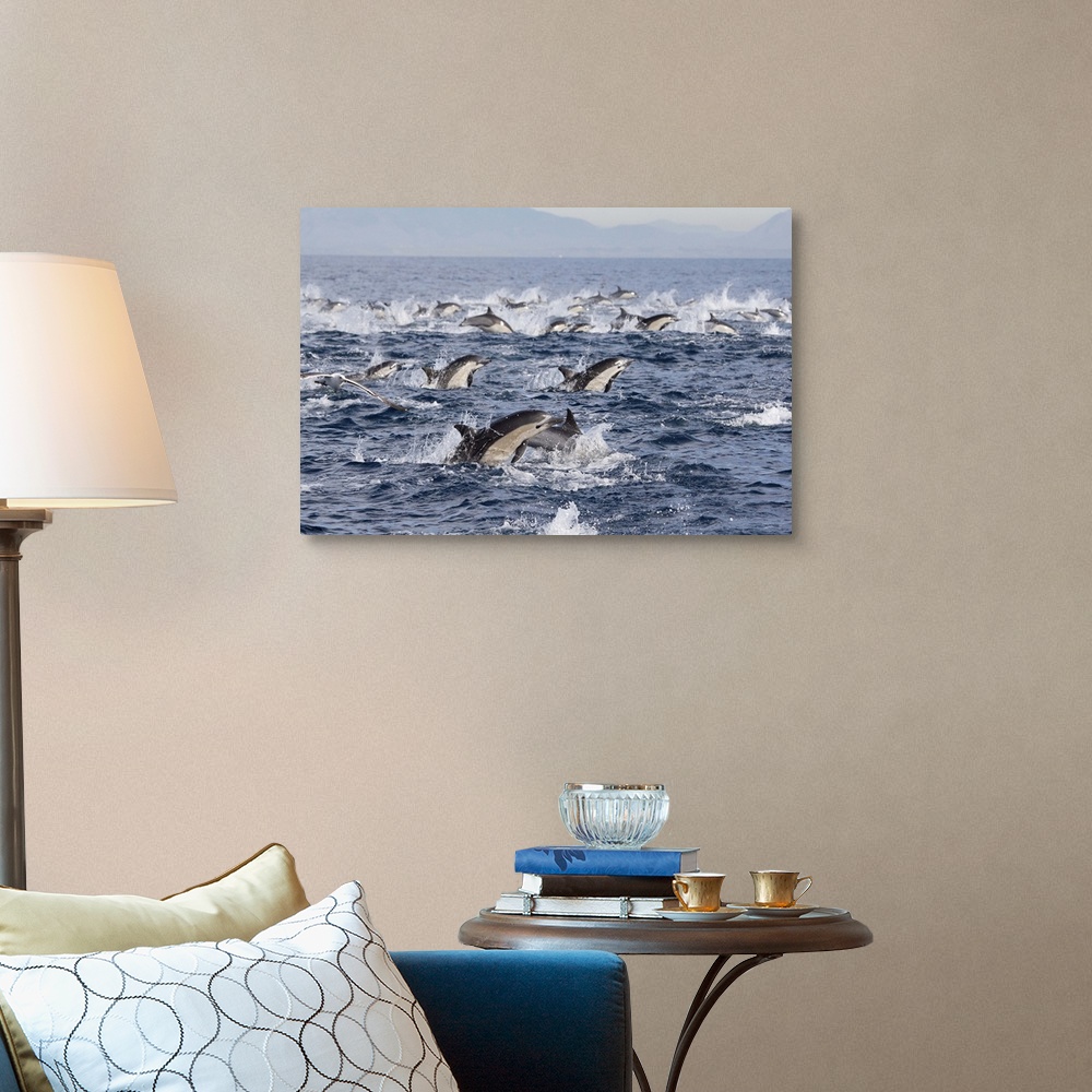 Common Dolphin pod surfacing, San Diego, California Wall Art, Canvas ...