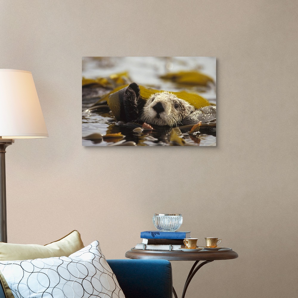 Sea Otter floating in kelp bed, northern Pacific Ocean Wall Art, Canvas ...