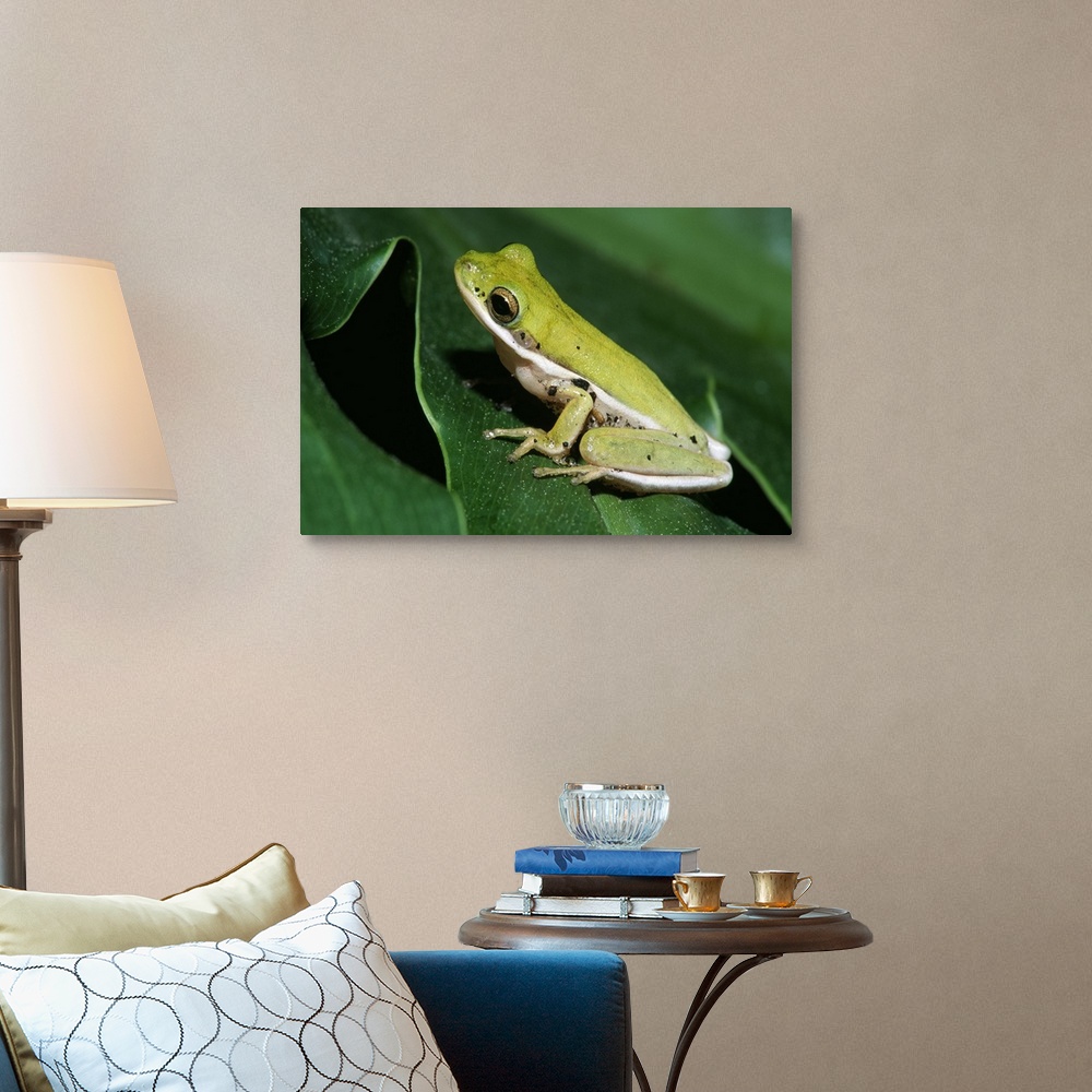 Green Tree Frog On Leaf Wall Art, Canvas Prints, Framed Prints, Wall ...