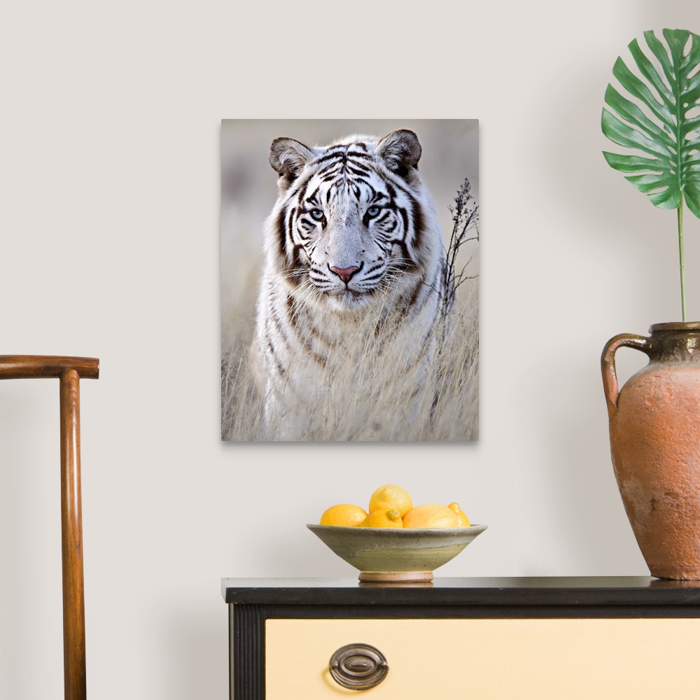 Tiger In White Wall Art, Canvas Prints, Framed Prints, Wall Peels ...
