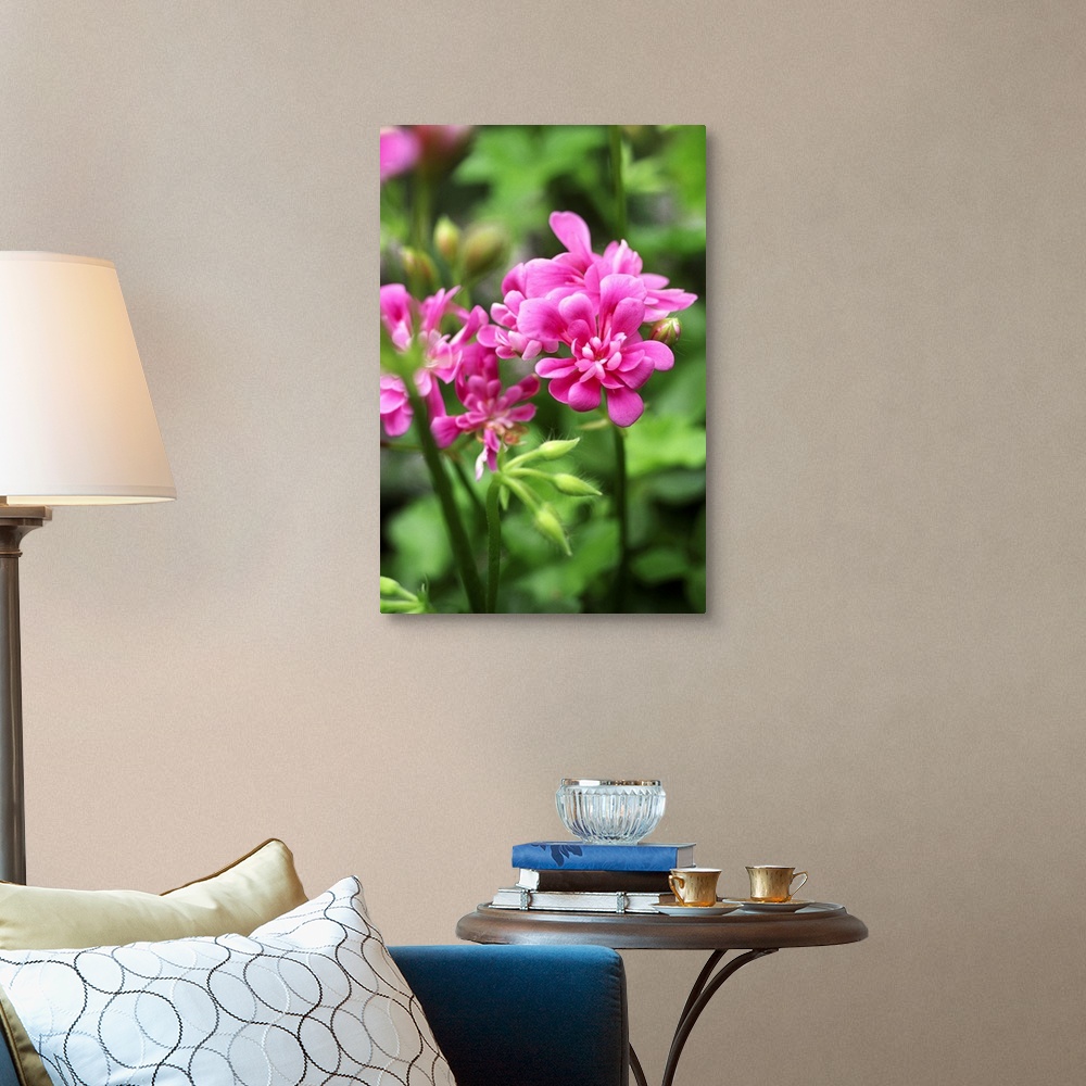 Geranium (Pelargonium Pink Gay Baby) Wall Art, Canvas Prints, Framed ...