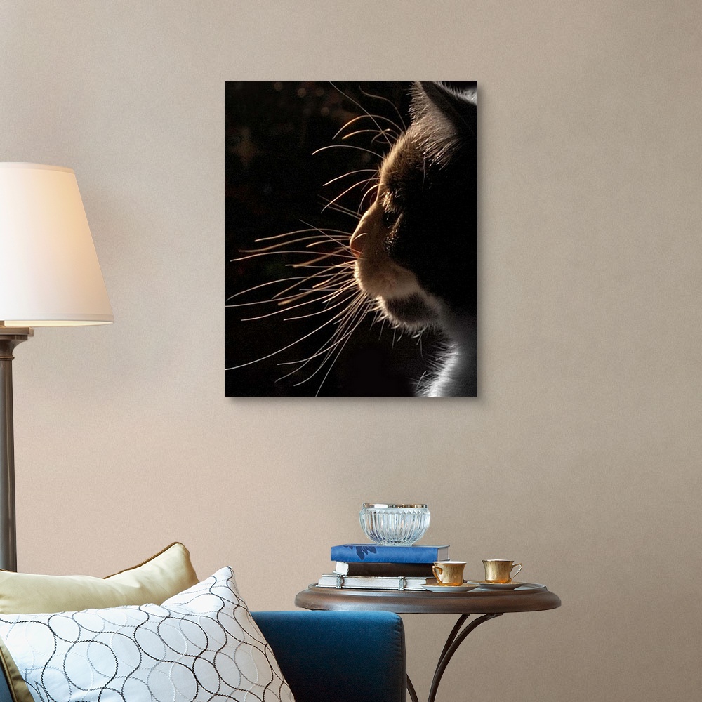 Close up of cat silhouette. Wall Art, Canvas Prints, Framed Prints ...