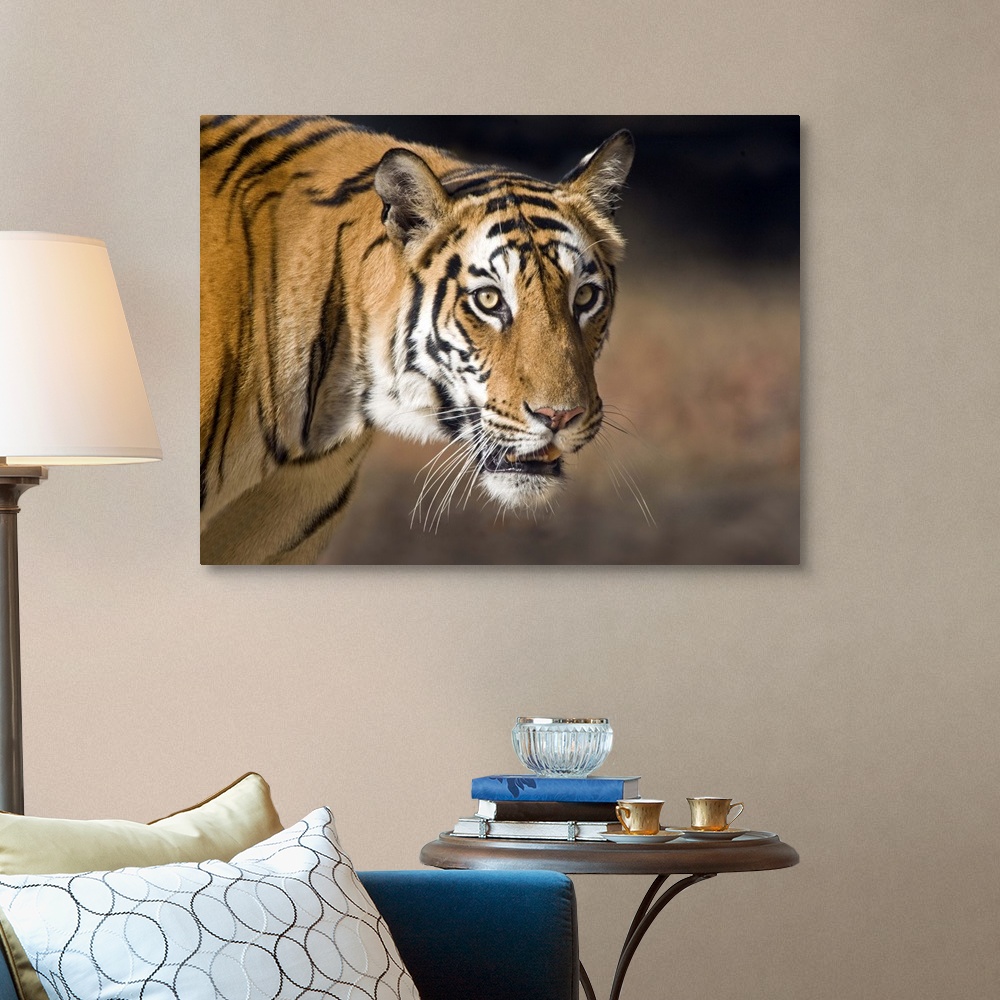 Close up of a Bengal tiger Panthera tigris tigris Bandhavgarh National ...