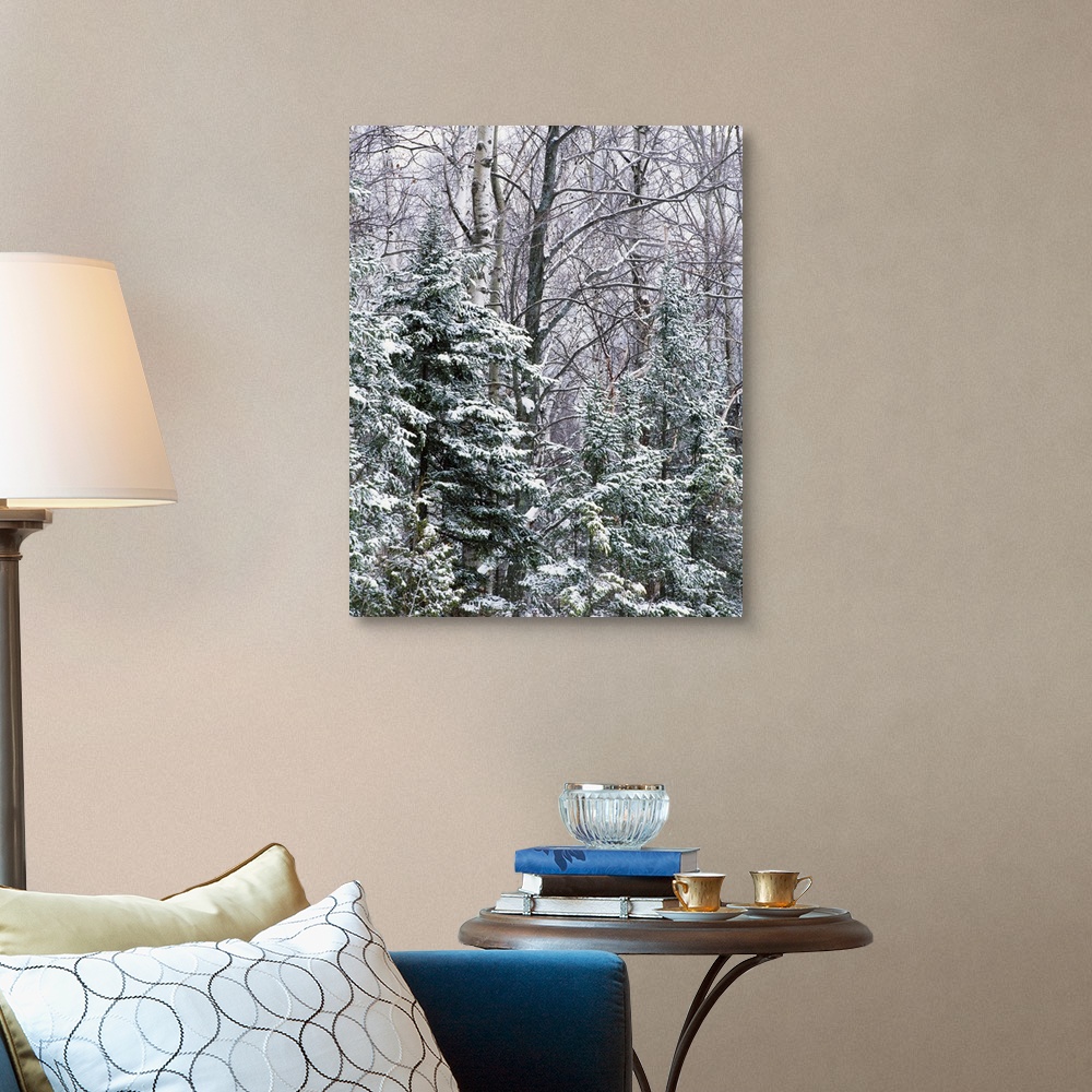 Snow-covered forest, Wisconsin Wall Art, Canvas Prints, Framed Prints ...