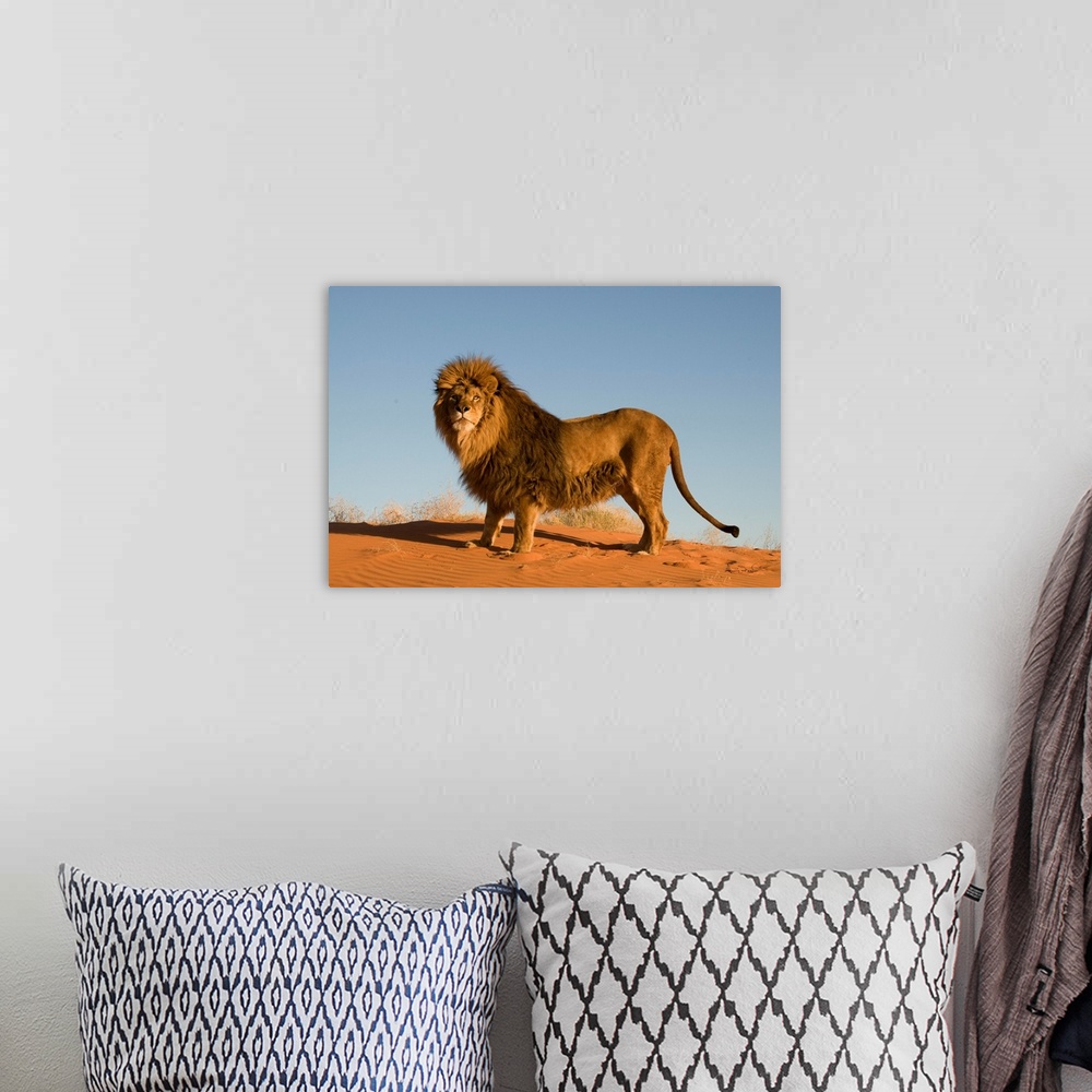 Captive Barbary Lion In Monument Valley Wall Art, Canvas Prints, Framed  Prints, Wall Peels | Great Big Canvas