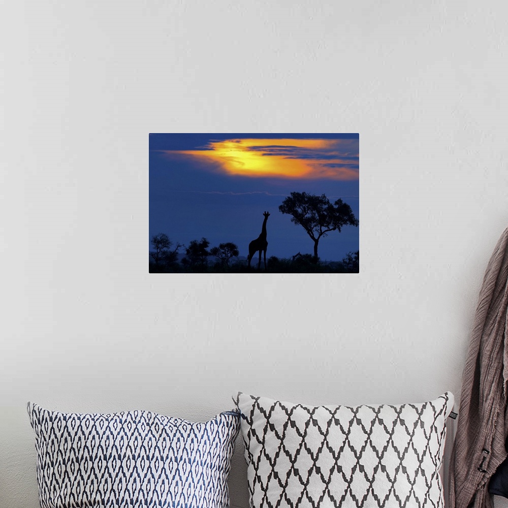 A bohemian room featuring Silhouette of a giraffe standing beside a tree on the Serengeti at sunset, Africa.
