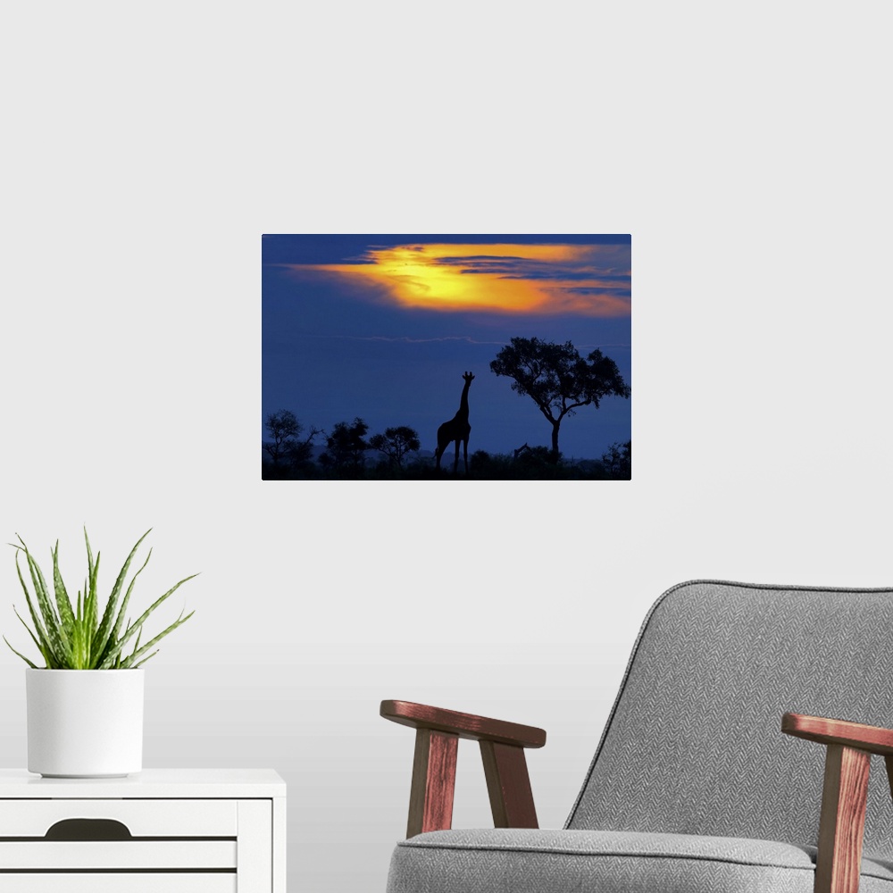 A modern room featuring Silhouette of a giraffe standing beside a tree on the Serengeti at sunset, Africa.