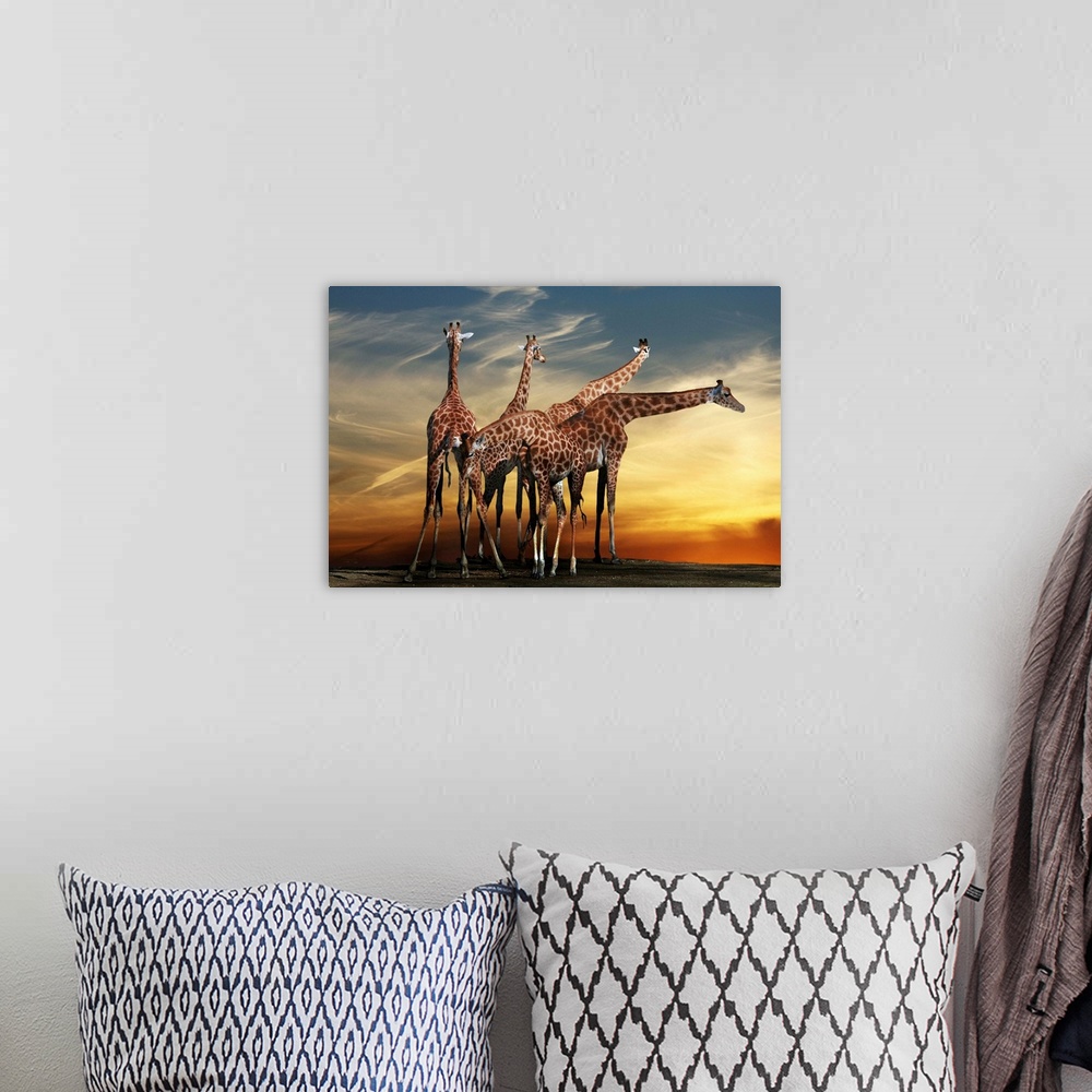 A bohemian room featuring A group of giraffes underneath a dramatic sunset sky.
