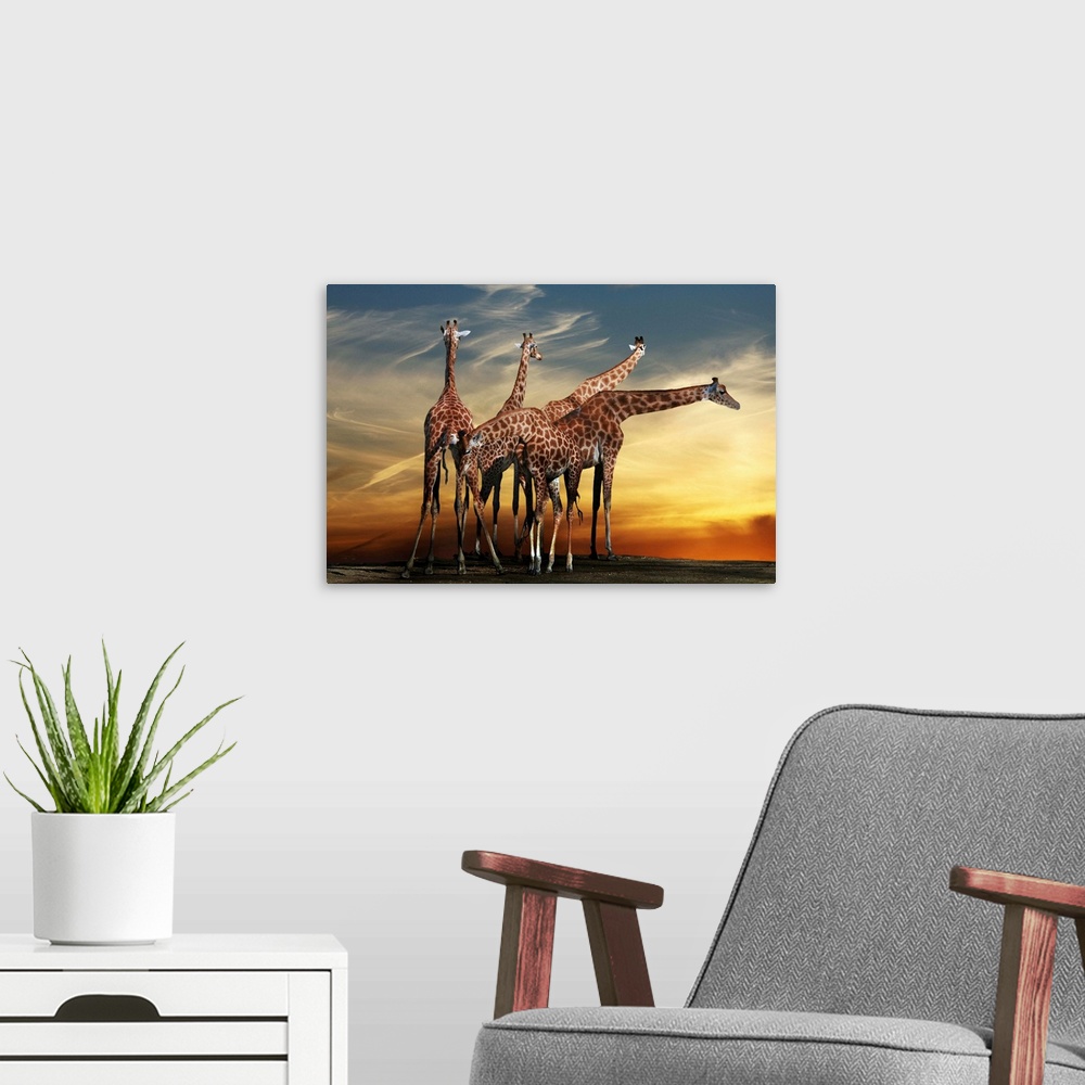 A modern room featuring A group of giraffes underneath a dramatic sunset sky.