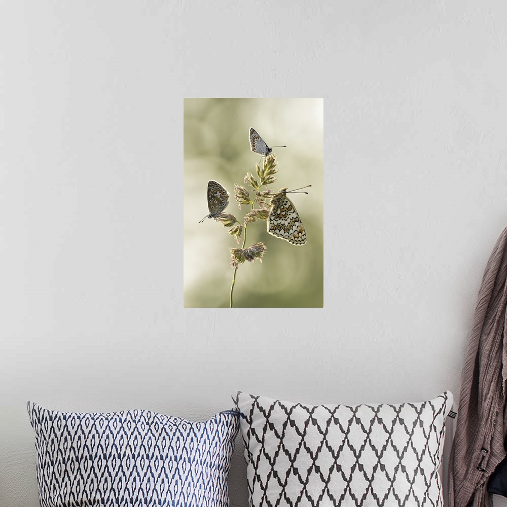 A bohemian room featuring Three butterflies all perched on the same plant.
