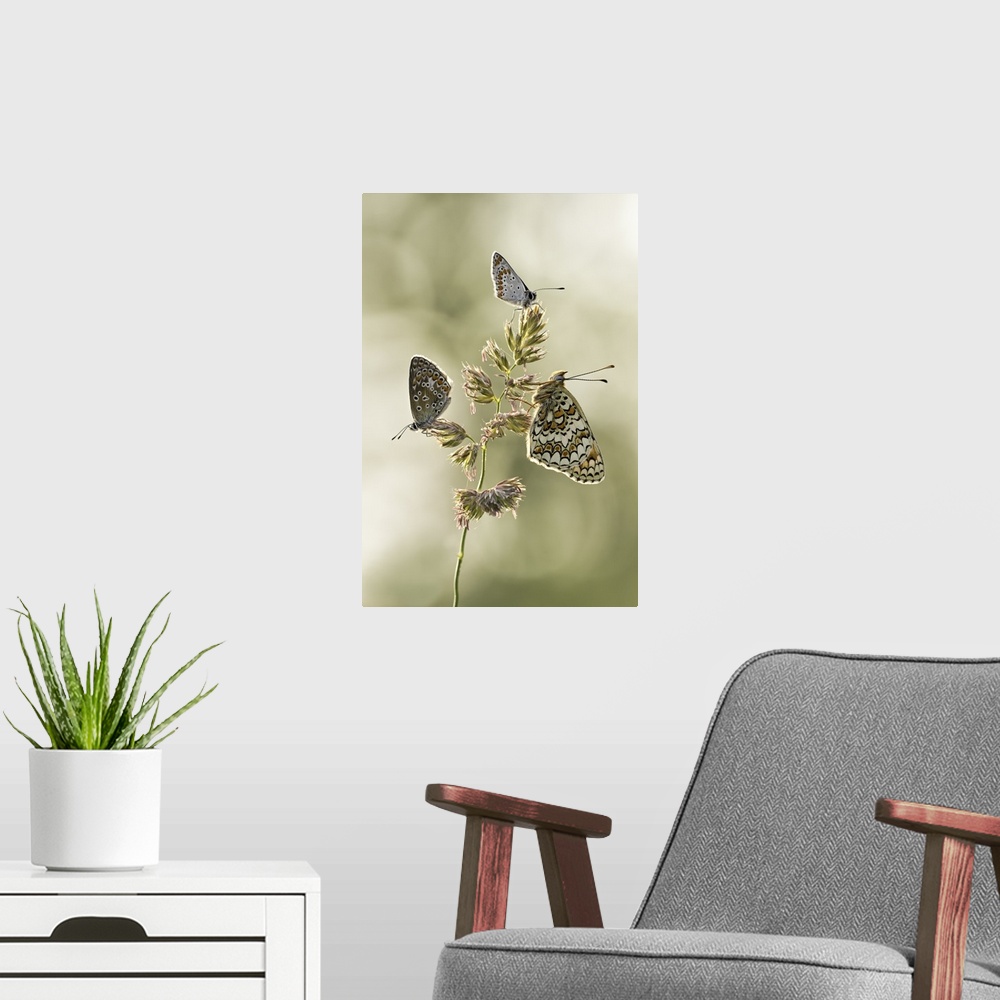 A modern room featuring Three butterflies all perched on the same plant.