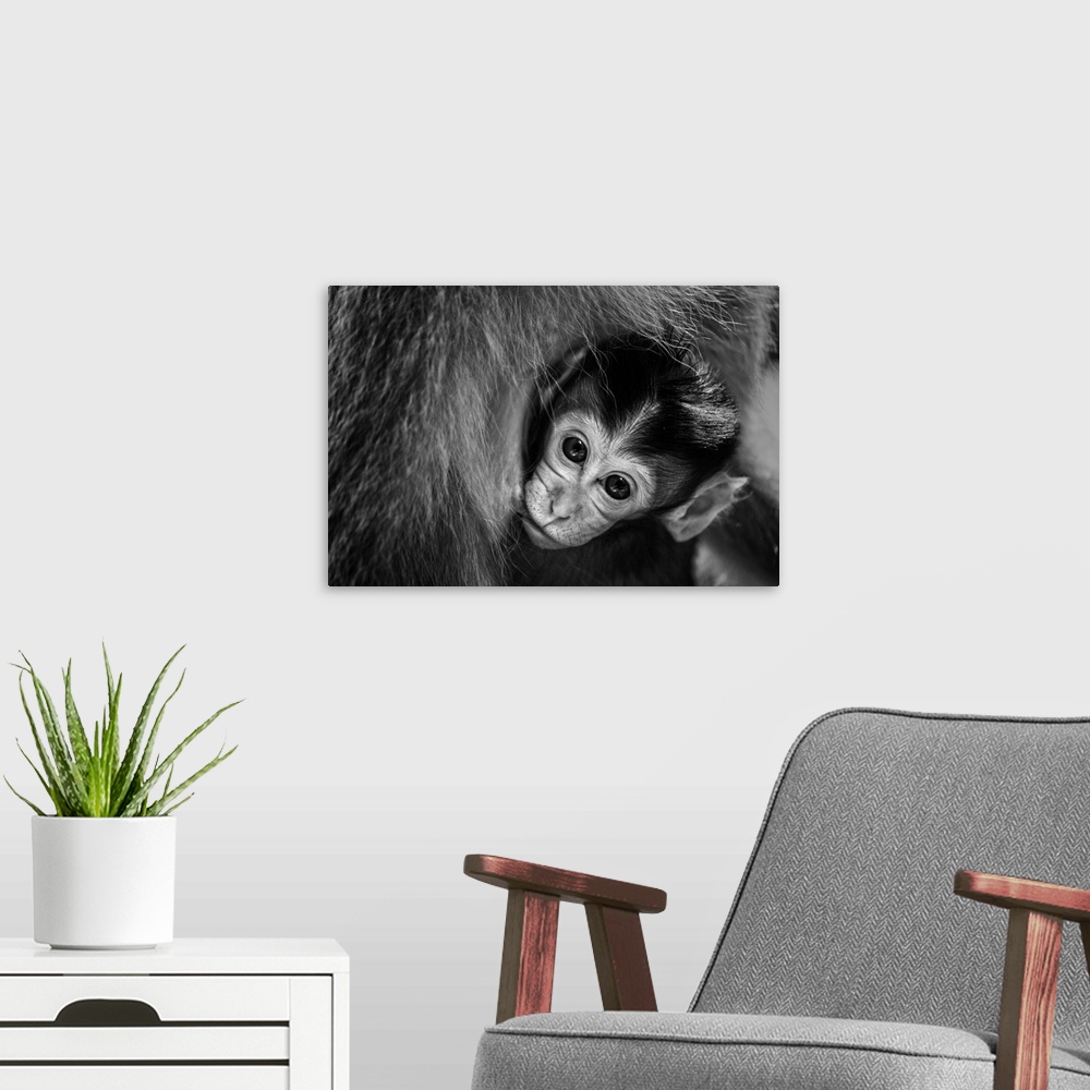 A modern room featuring A black and white photograph of a baby monkey swaddled in the arms of its mother.