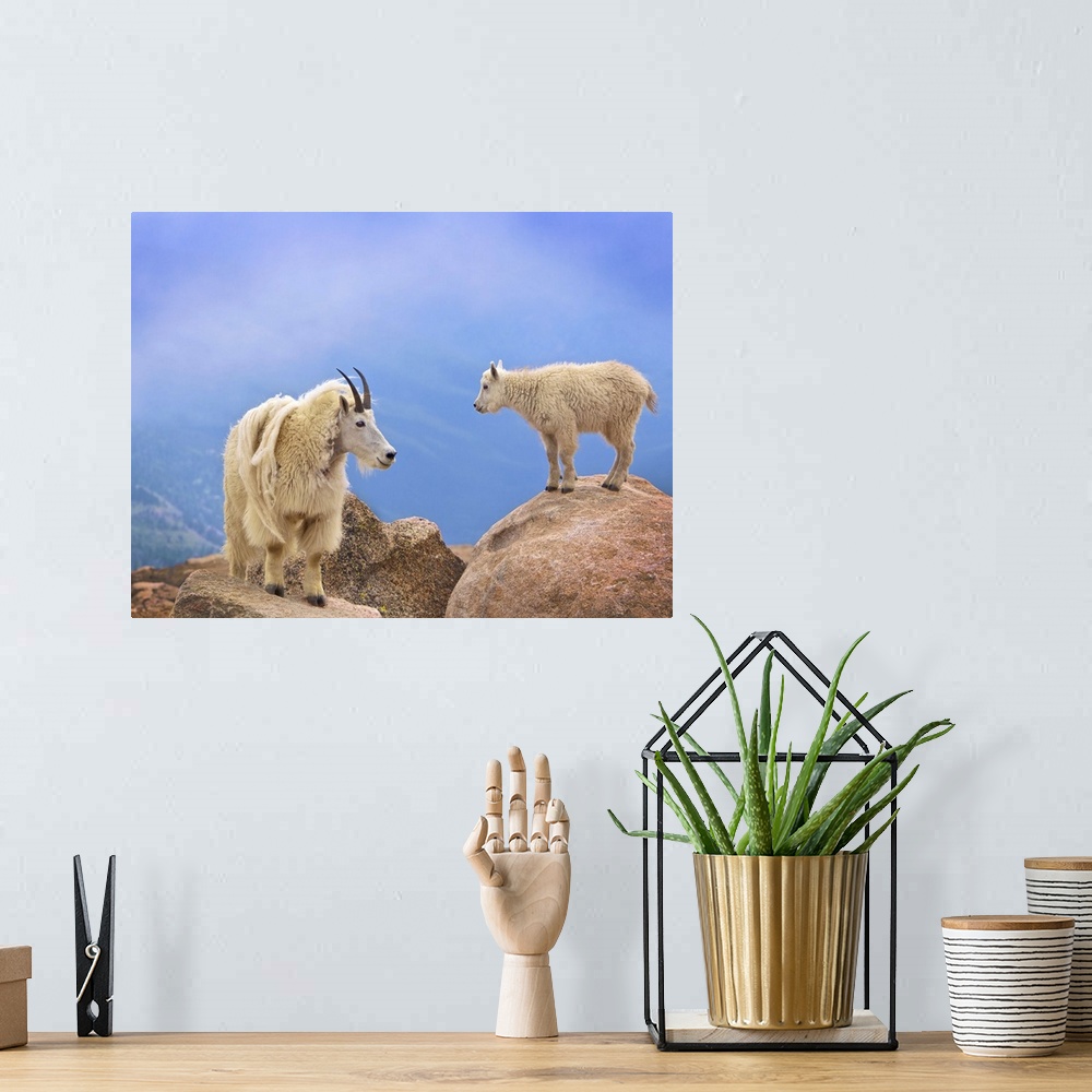 A bohemian room featuring A young mountain goat and its mother standing n the top of a mountain.