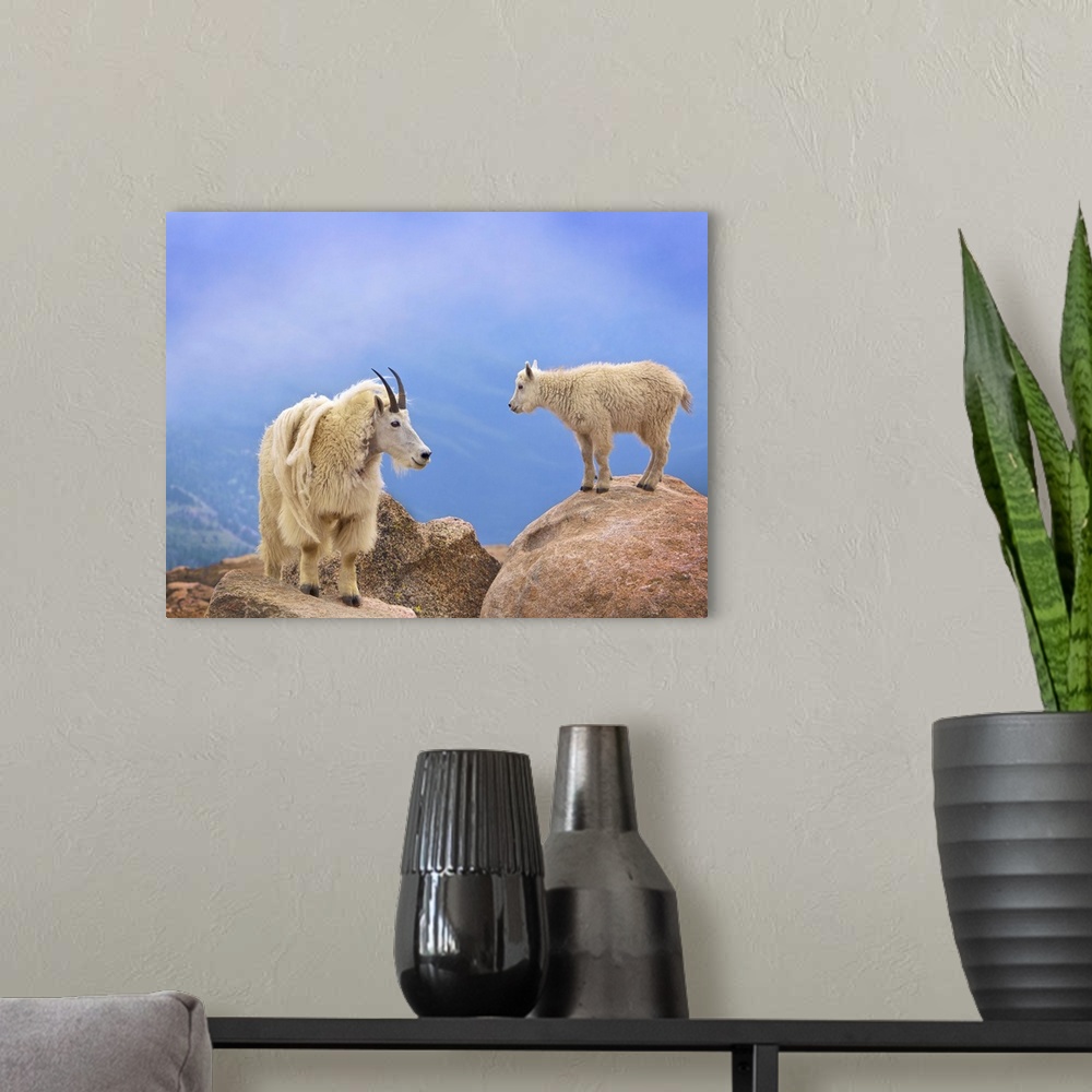 A modern room featuring A young mountain goat and its mother standing n the top of a mountain.