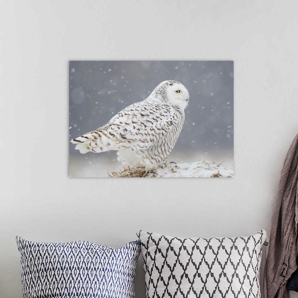 A bohemian room featuring A Side Portrait Of Snowy Owl