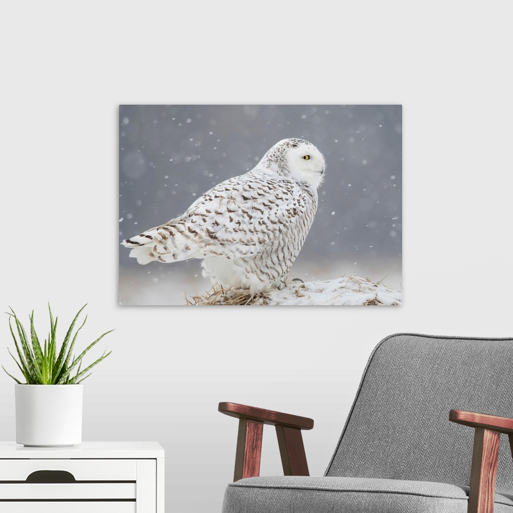 A modern room featuring A Side Portrait Of Snowy Owl