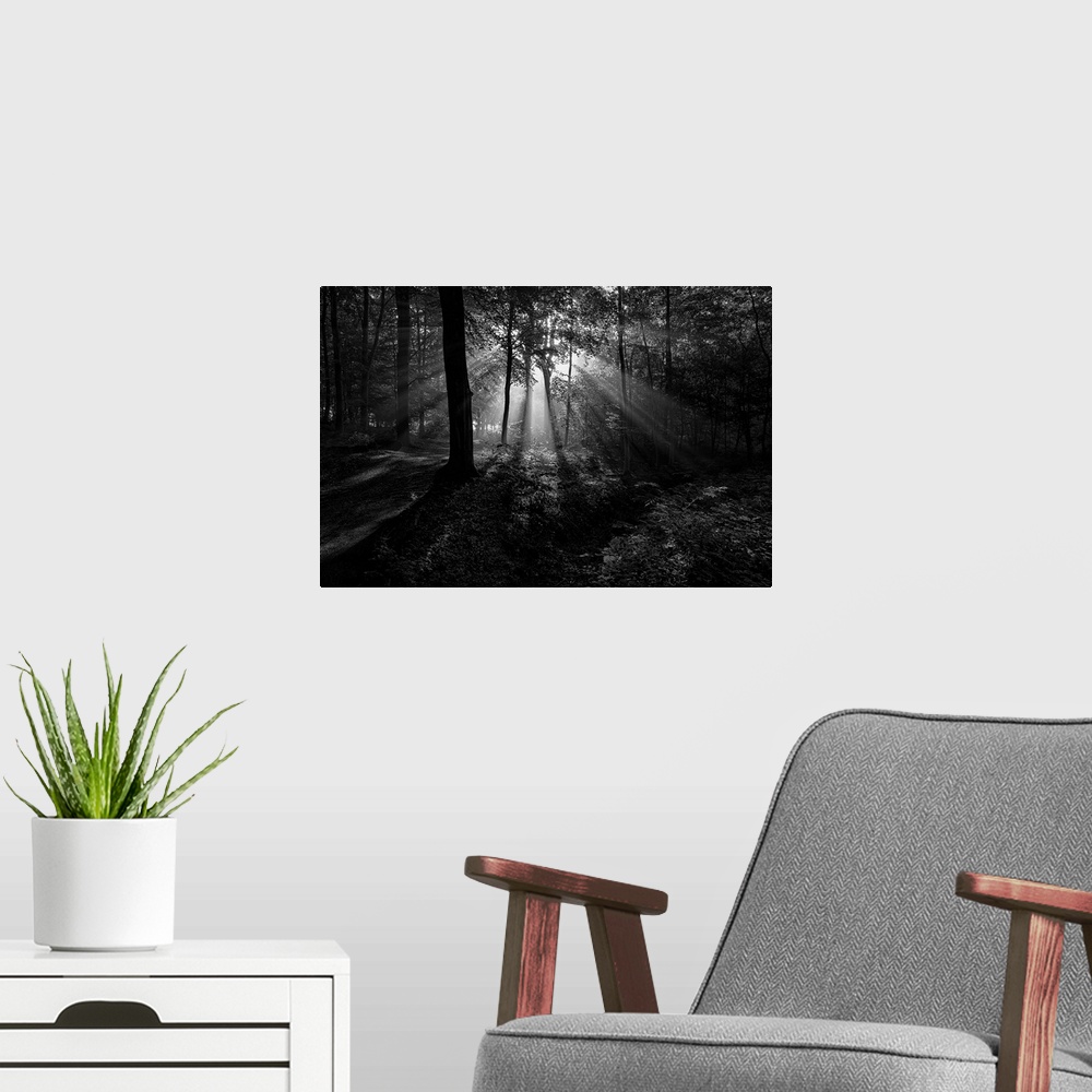 A modern room featuring Black and white landscape photograph of the sun beaming through the trees creating rays of light ...