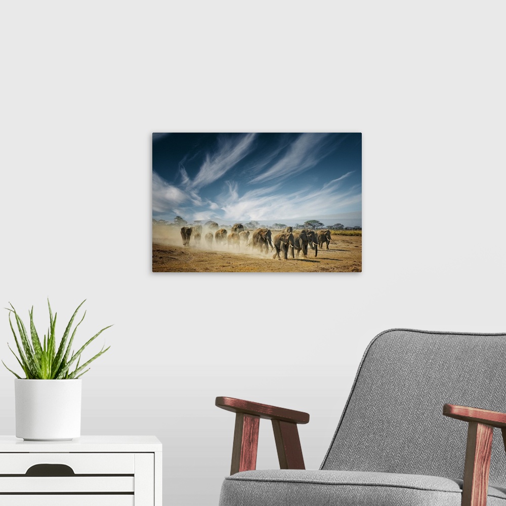 A modern room featuring A family of elephants kicking up dust as they walk across the savanna in Africa.