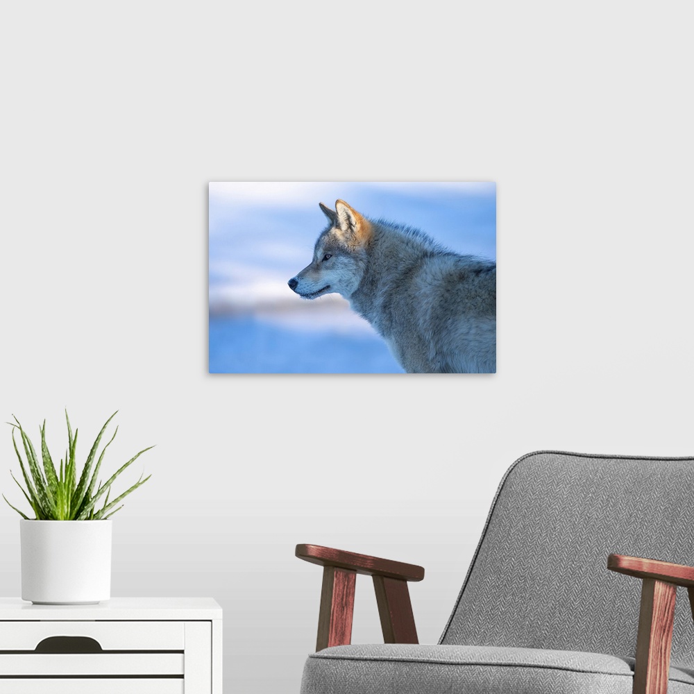 A modern room featuring A Vigilant Wolf