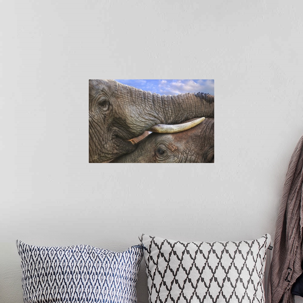 A bohemian room featuring Close-up photograph of two elephants in very close contact, resting their trunks and tusks on top...
