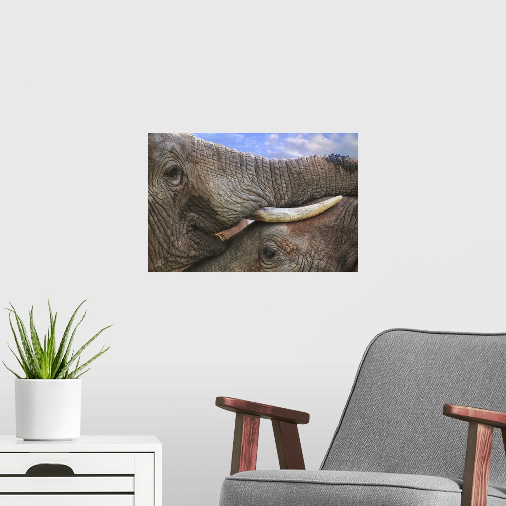 A modern room featuring Close-up photograph of two elephants in very close contact, resting their trunks and tusks on top...