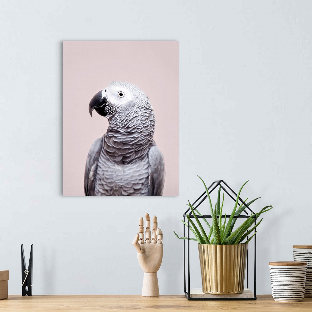A bohemian room featuring African Grey