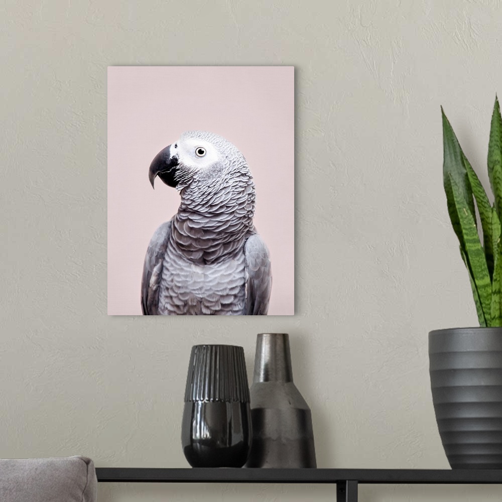 A modern room featuring African Grey