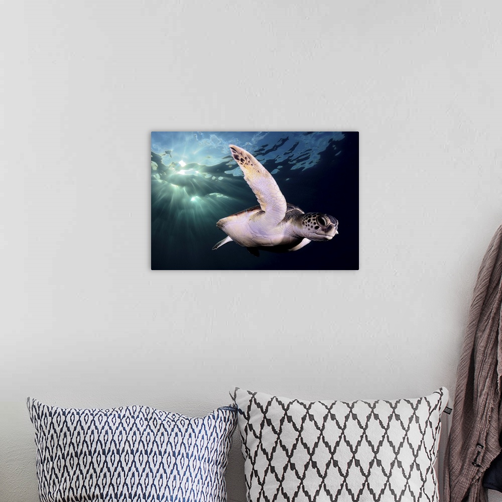 A bohemian room featuring Underwater photo of a sea turtle swimming just below the surface.