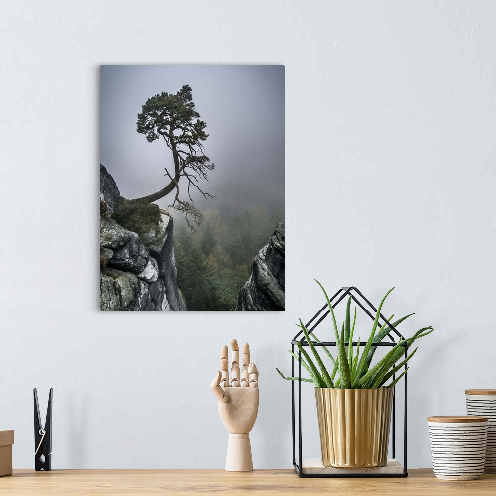 A bohemian room featuring A tree growing out of the rocky face of a cliff, over a misty forest valley.