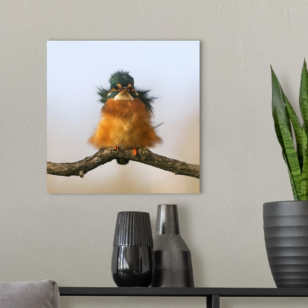 A modern room featuring A portrait of a young fluffed up kingfisher bird.