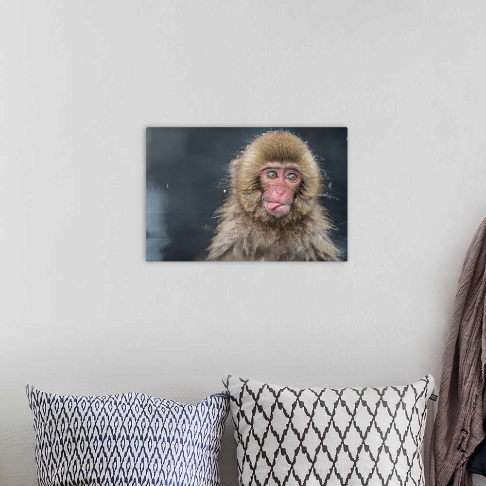A bohemian room featuring Portrait of a baby monkey covered in water droplets while bathing and sticking its tongue out.