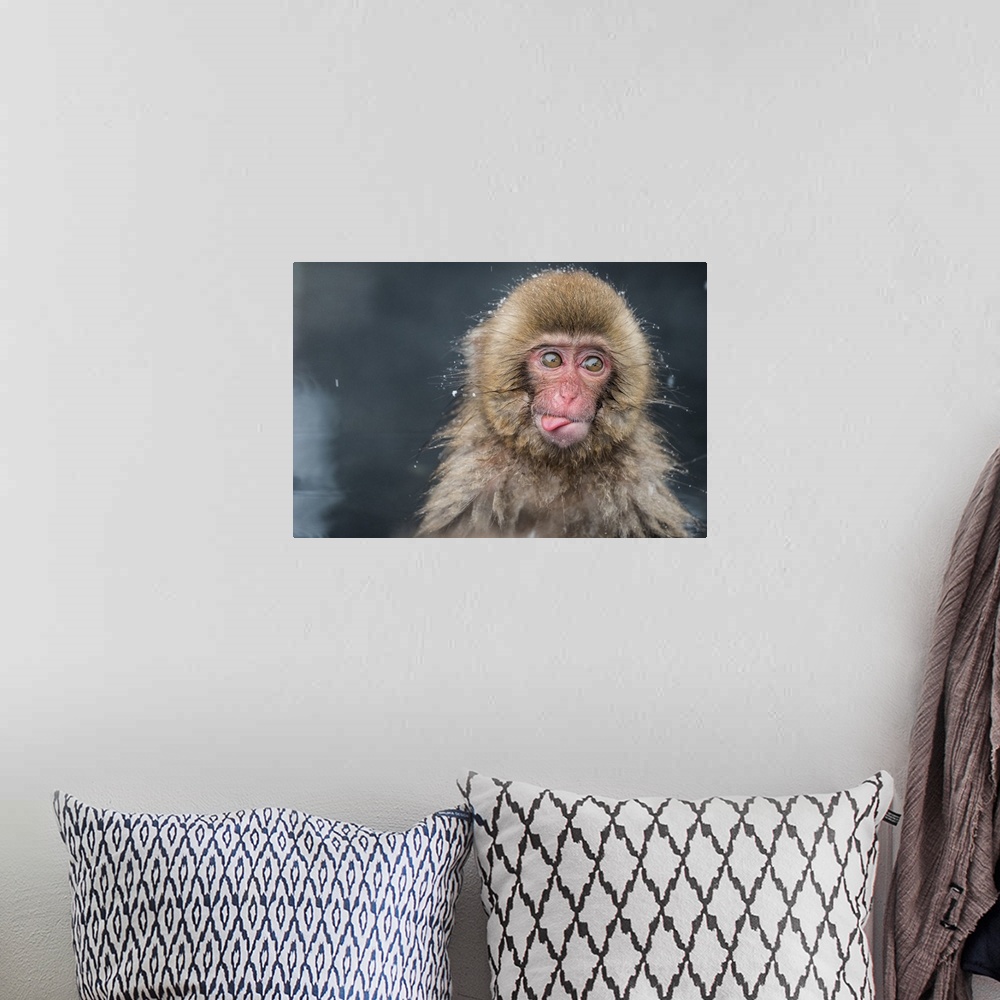 A bohemian room featuring Portrait of a baby monkey covered in water droplets while bathing and sticking its tongue out.