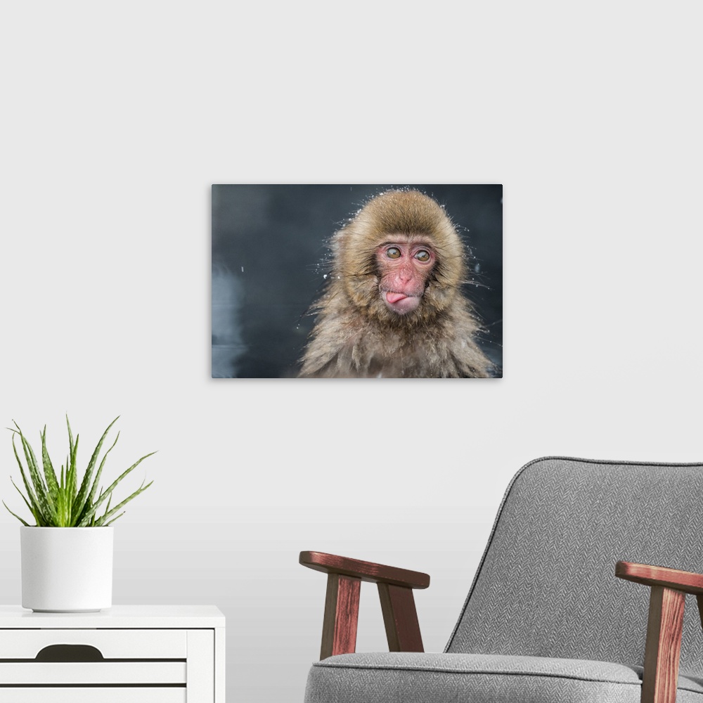 A modern room featuring Portrait of a baby monkey covered in water droplets while bathing and sticking its tongue out.