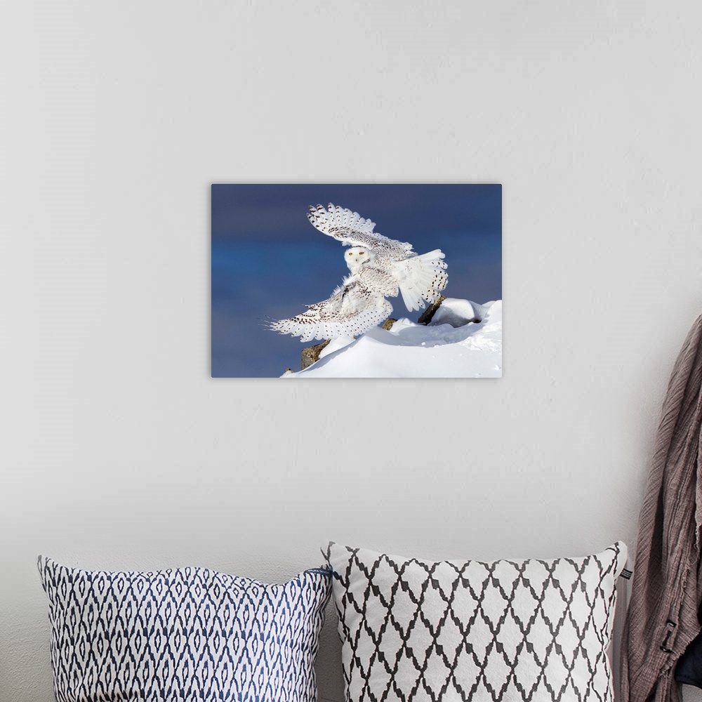 A bohemian room featuring Air Snowy - Snowy Owl