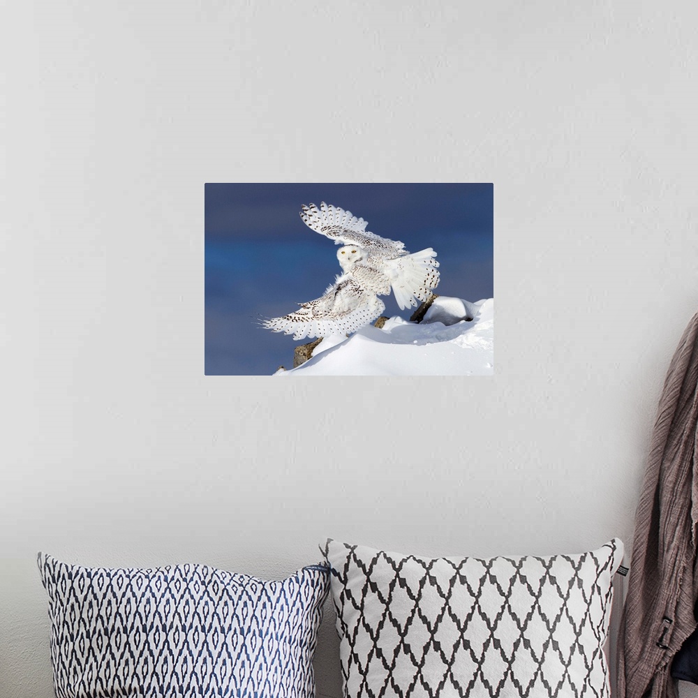A bohemian room featuring Air Snowy - Snowy Owl