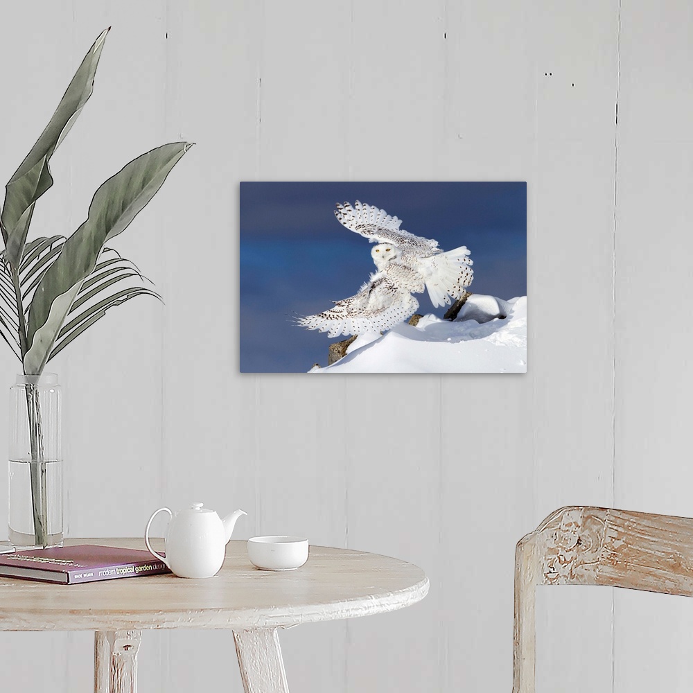 A farmhouse room featuring Air Snowy - Snowy Owl
