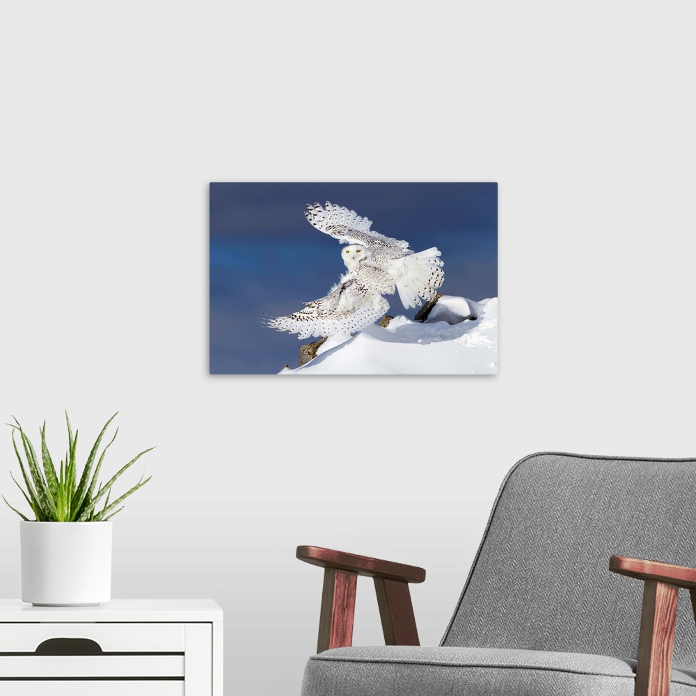A modern room featuring Air Snowy - Snowy Owl