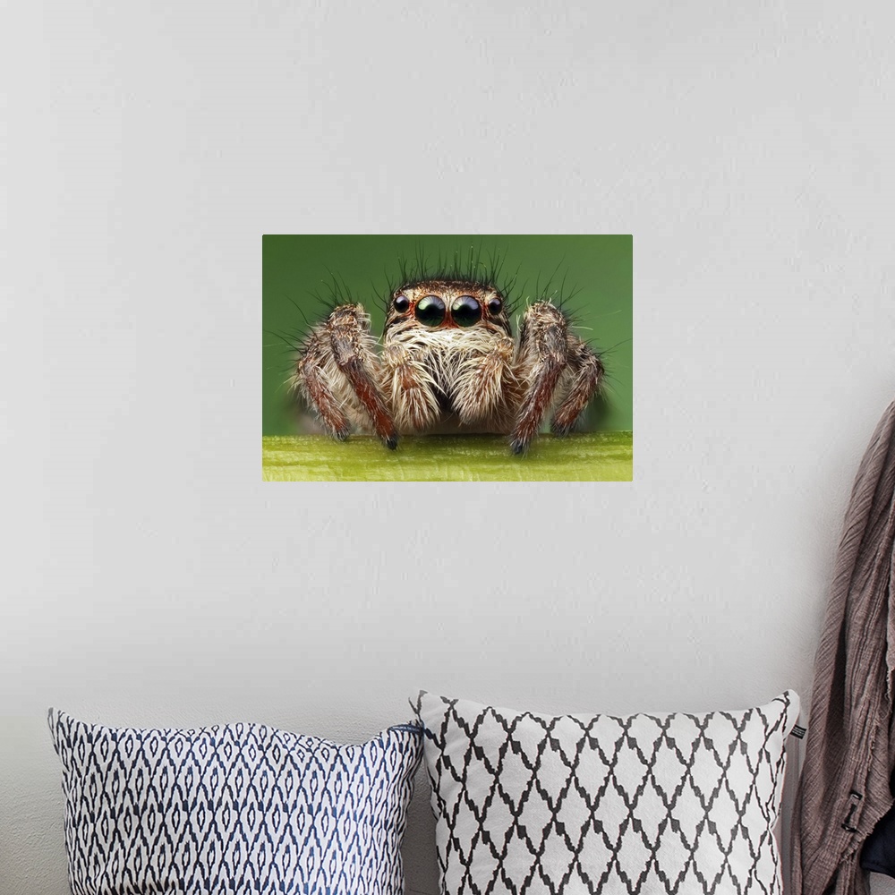 A bohemian room featuring Close up image of a fuzzy spider, with four of its eyes and its mandibles clearly visible.