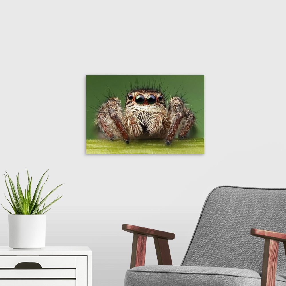 A modern room featuring Close up image of a fuzzy spider, with four of its eyes and its mandibles clearly visible.