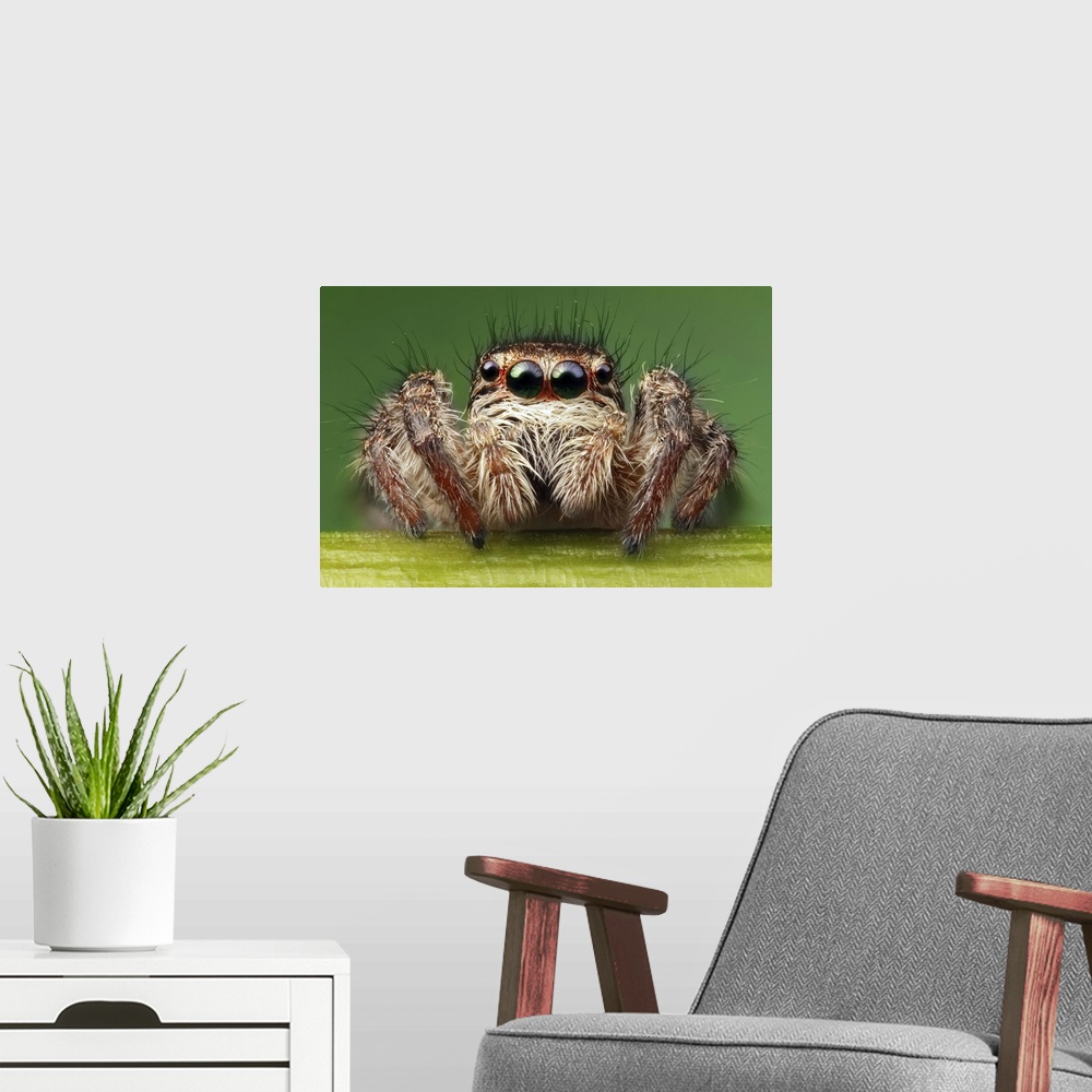 A modern room featuring Close up image of a fuzzy spider, with four of its eyes and its mandibles clearly visible.