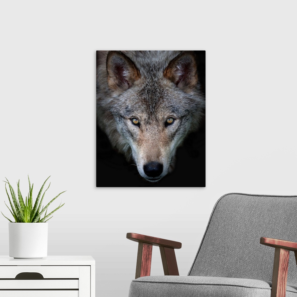 A modern room featuring All The Better To See You - Timber Wolf